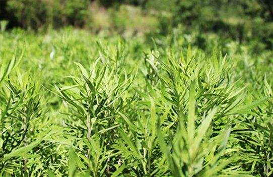 艾草艾葉在生活中有什么用途？